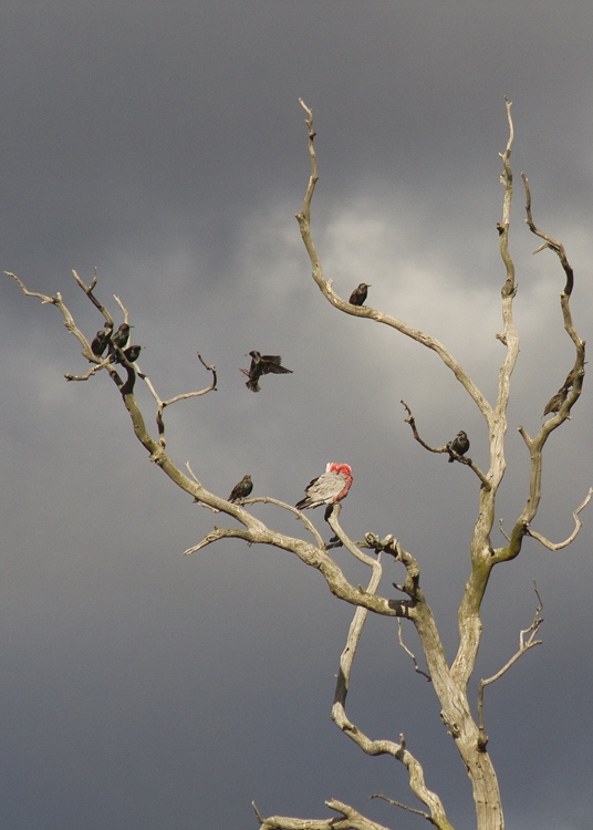 starings and galah.jpg